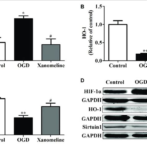 | Effects of xanomeline on apoptosis in rat cortical neuronal cells ...