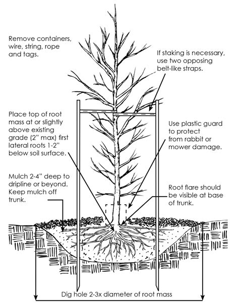 How to Plant a Tree | Nebraska Forest Service