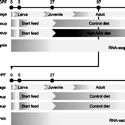 Experimental design of the transgenerational zebrafish feeding trial.