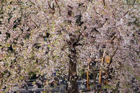 Japanese Cherry Blossoms Free Stock Photo - Public Domain Pictures