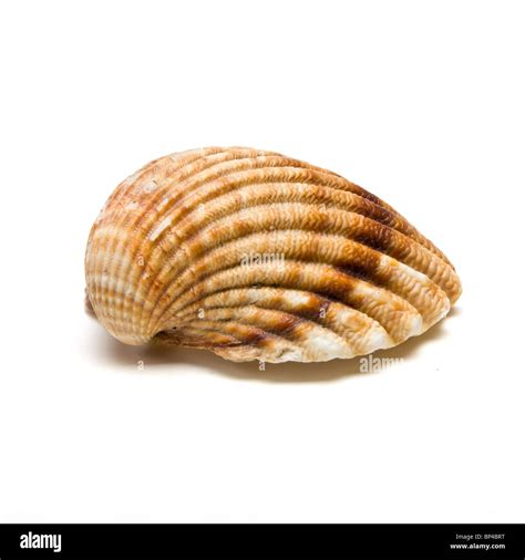 Clam shells www.ugel01ep.gob.pe