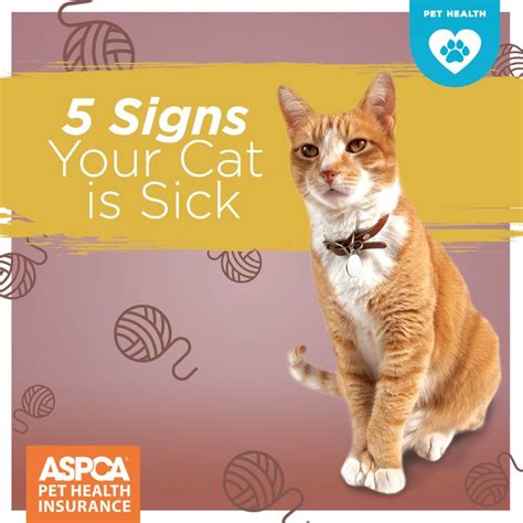 5 Signs Your Cat is Sick | Cats, Cat illnesses, Sick cat