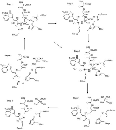 Mechanism of Chymotrypsin Catalyzed Hydrolysis of Peptide Bond