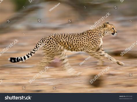 A Motion Blur Photograph Of A Young Cheetah Running Stock Photo ...