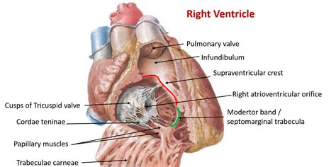 Heart – Internal Features – Anatomy QA