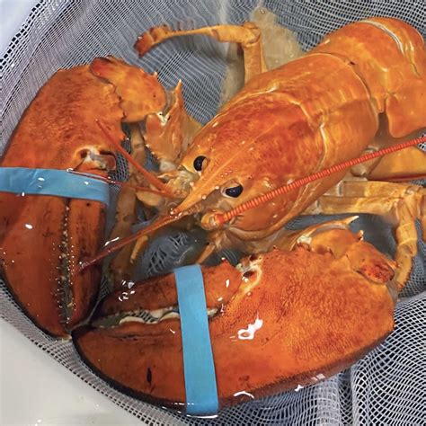 This Rare One in 30 Million Orange Lobster Saved By Restaurant Employees