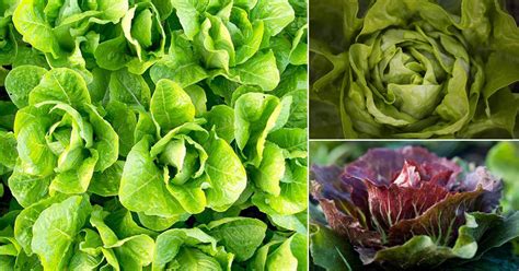 18 Types of Lettuce You Should Grow | Best Lettuce Varieties | Balcony Garden Web