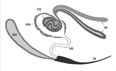 Figure 1 from Morphology and ultrastructure of the venom gland in the ant Brachyponera ...