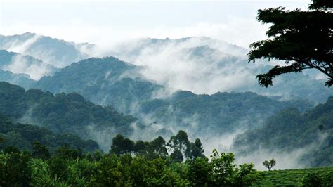 History of Bwindi Impenetrable Forest - Uganda Safaris | Gorilla Trekking | Gorilla Tours in ...