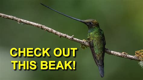 Hummingbird with the Longest Beak: Sword-billed Hummingbird - YouTube