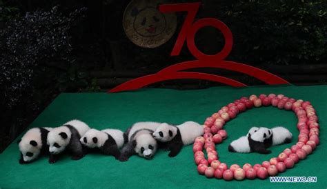 7 new born panda cubs make public debut in Chengdu - Xinhua | English.news.cn