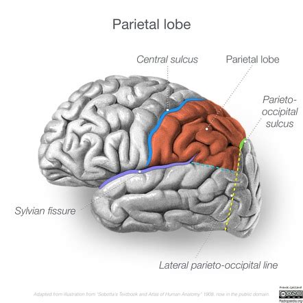 Parietal Lobe And Its Body Parts