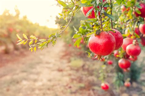 Alley Of Ripe Pomegranate Fruits Hanging On A Tree Branches In The ...