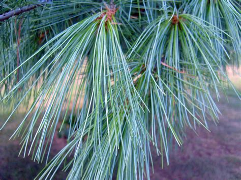 Pine Needles Free Stock Photo - Public Domain Pictures