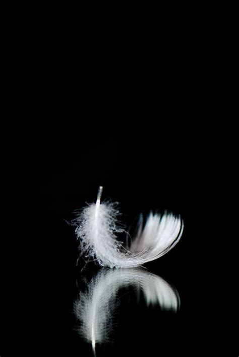 Feather Wallpaper Hd Black Background - Infoupdate.org