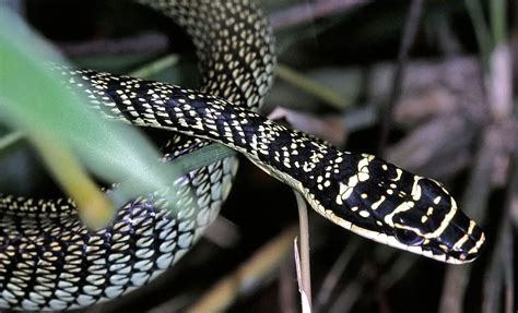 Ornate Flying Snake | The Animal Facts | Appearance, Diet, Habitat, Range