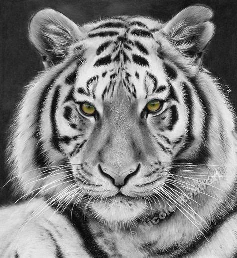 Drawn white tiger basic #6 (With images) | Tiger drawing, Tiger sketch, White tiger tattoo