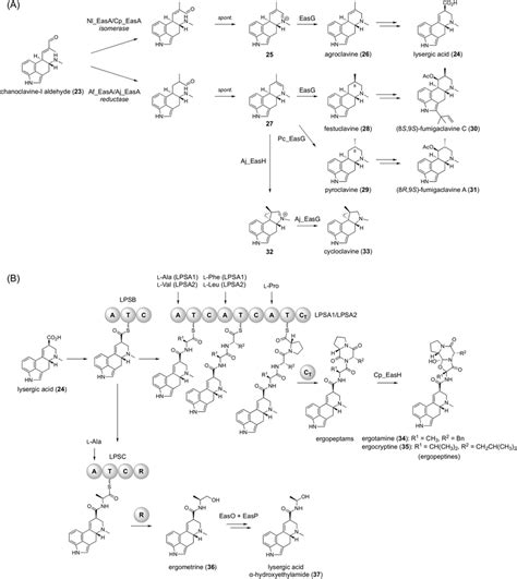 Biosynthesis of ergot alkaloids. A Branched biosynthesis of ergot... | Download Scientific Diagram