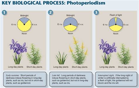 In addition to long-day and short-day plants, a number of plants are described as day-neutral ...