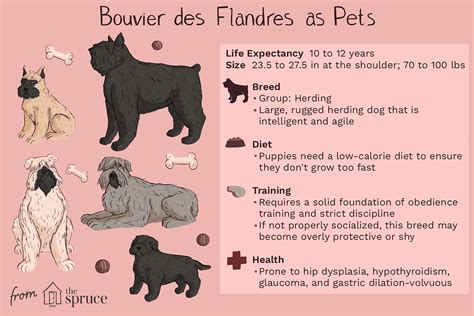 Bouvier des Flandres: Dog Breed Characteristics & Care