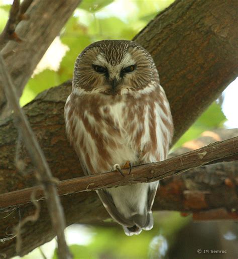 For rare birds, look no further than Northeast Ohio, state's top birders say - cleveland.com