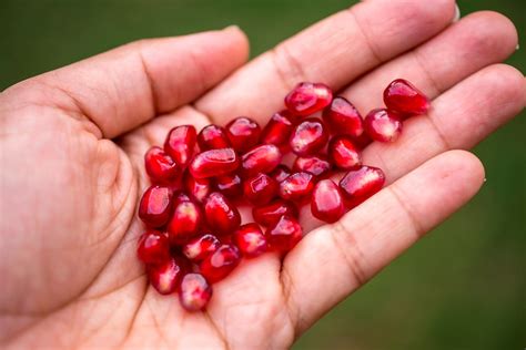 How to Plant Pomegranate Seeds - Garden.eco