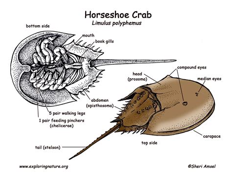 Horseshoe Crab