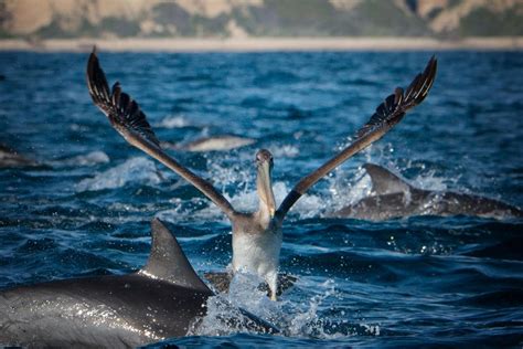 Ultimate Whale Watching- Intimate, Fast, More Sightings - Newport ...