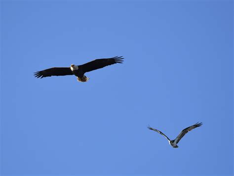 A Bald Eagle and an Osprey : r/birdsofprey