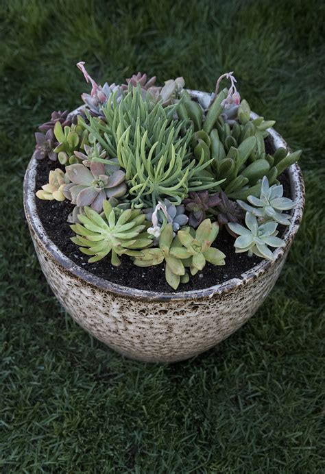 Outdoor Succulent Planter DIY - Room for Tuesday