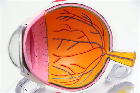 Optic Vesicle Formation Quiz