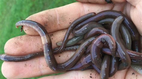 Jumping ‘snake worms’ are invading U.S. forests