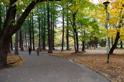 How to Enjoy Cherry Blossoms and Autumn leaves in Maruyama Park, Sapporo