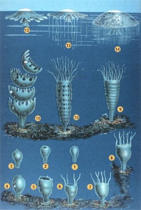 Cnidaria - New World Encyclopedia