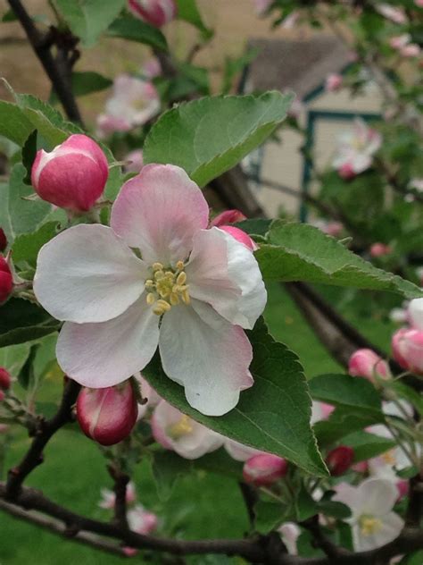 Apple tree blossom | Apple tree blossoms, Apple flowers, Fruit flowers