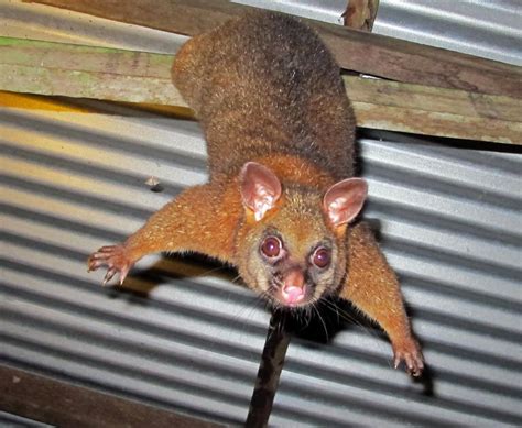 Possum Valley, Queensland, Australia