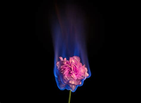 "Flowers In Fire" Images – Browse 38 Stock Photos, Vectors, and Video | Adobe Stock