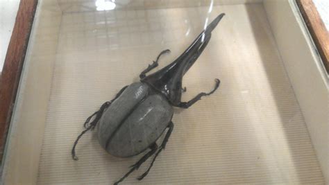 Hercules Beetle by CyberBeastSwordWolfe on DeviantArt