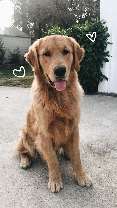 Golden Retriever; a native of Scotland, this retriever was created by ...