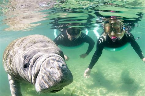 Manatee Snorkel Tour - Small Group 2024 - Crystal River