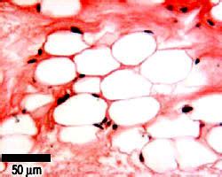 Connective Tissue: The Histology Guide