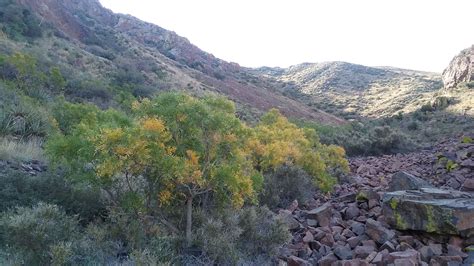 Cottonwood springs | State parks, Mountain states, Cottonwood