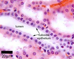 Simple Cuboidal Epithelia - Kidney tubules in longitudinal section ...