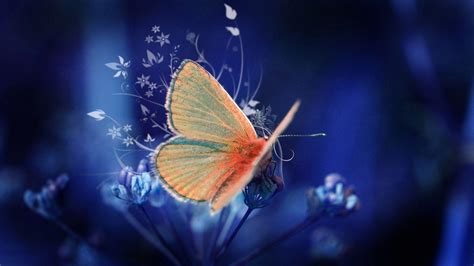 Butterfly Wallpapers HD - Wallpaper Cave