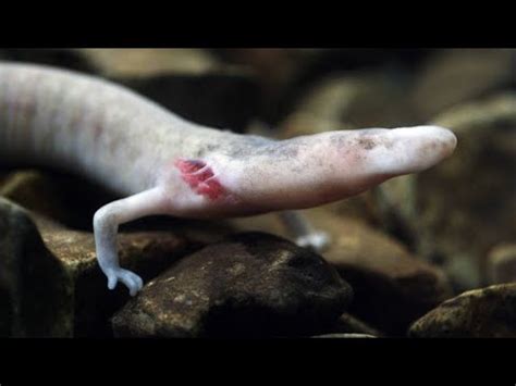 The Strange Lives of Olm Salamanders - YouTube