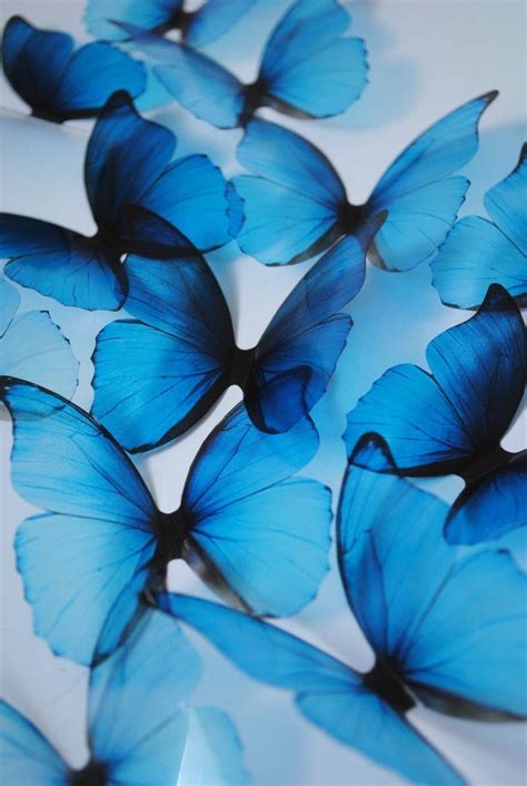 44+ Wallpaper Aesthetic Blue Butterfly Gif - New Wallpaper