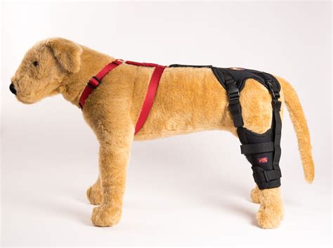 Cruciate Care Dog Knee Brace for Torn ACL - Ortho Dog