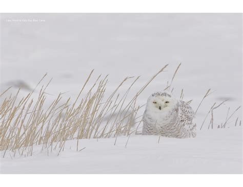 Bears at Hallo Bay: Arctic Snowy Owls