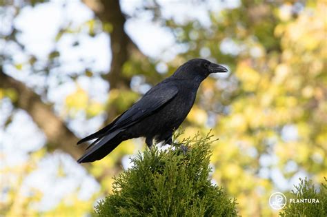 Carrion crow: call, size & habitat - Plantura