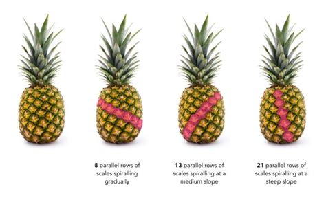 Fibonacci and pineapples | Fibonacci, Spirals in nature, Pineapple